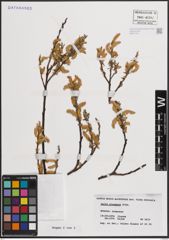 Foto von Salix eleagnos Scop.